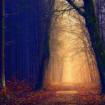 Erdei fotó retusálás 01 - Erdei út két oldalt fákkal övezve sötét tónusokkal a széleken és világos tónusok középen az út felett.