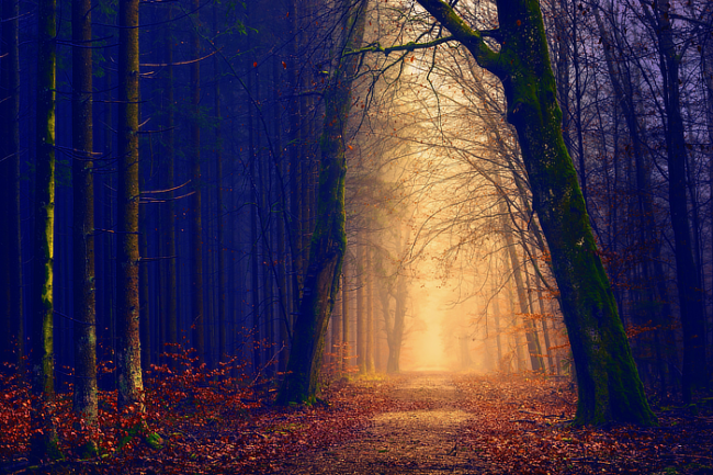 Erdei fotó retusálás 01 - Erdei út két oldalt fákkal övezve sötét tónusokkal a széleken és világos tónusok középen az út felett.