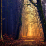 Erdei fotó retusálás 02 - Erdei út két oldalt fákkal övezve sötét tónusokkal a széleken és világos tónusok középen az út felett.