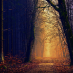 Erdei fotó retusálás 03 - Erdei út két oldalt fákkal övezve sötét tónusokkal a széleken és világos tónusok középen az út felett.