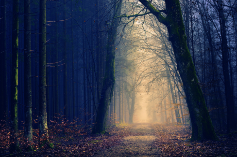 Erdei fotó retusálás 06 - Erdei út két oldalt fákkal övezve sötét tónusokkal a széleken és világos tónusok középen az út felett.