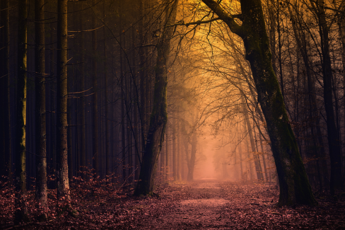 Erdei fotó retusálás 07 - Erdei út két oldalt fákkal övezve sötét tónusokkal a széleken és világos tónusok középen az út felett.