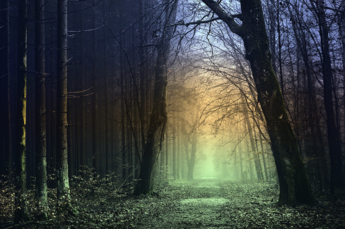 Erdei fotó retusálás 08 - Erdei út két oldalt fákkal övezve sötét tónusokkal a széleken és világos tónusok középen az út felett.