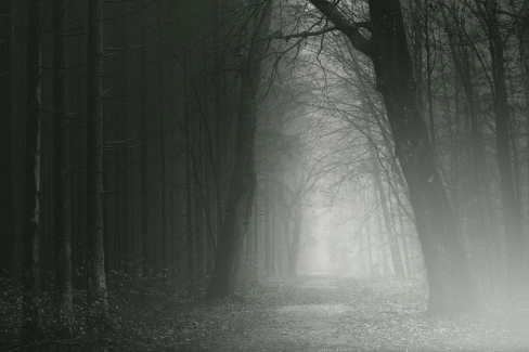 Erdei fotó retusálás 27 - Erdei út két oldalt fákkal övezve sötét tónusokkal a széleken és világos tónusok középen az út felett.