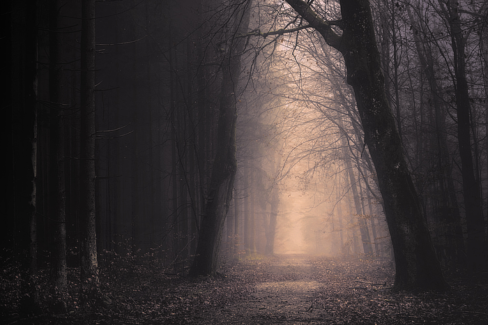 Erdei fotó retusálás 28 - Erdei út két oldalt fákkal övezve sötét tónusokkal a széleken és világos tónusok középen az út felett.