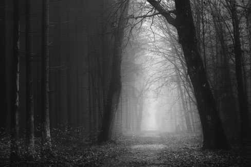 Erdei fotó retusálás 29 - Erdei út két oldalt fákkal övezve sötét tónusokkal a széleken és világos tónusok középen az út felett.