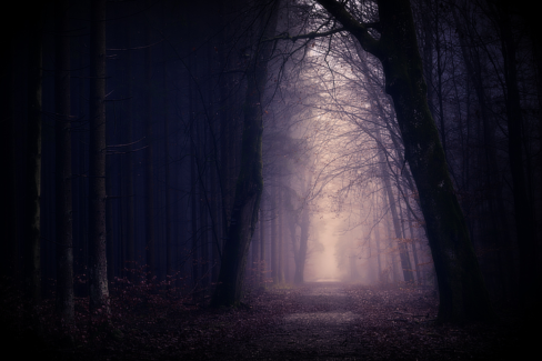 Erdei fotó retusálás 33 - Erdei út két oldalt fákkal övezve sötét tónusokkal a széleken és világos tónusok középen az út felett.