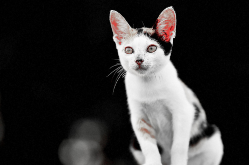 Cica fotó retusálás 12 - Tarka cicus a háttér teljes elsötétítésével és az alapszínek erősítésével.