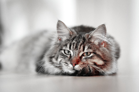 Cica fotó retusálás 13 - Fekve lustálkodó cicus fekete-fehérrel és némi piros szín kiemeléssel.