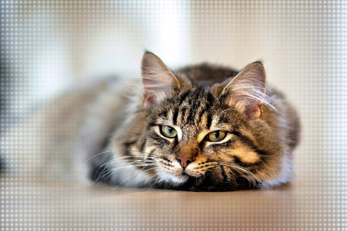 Cica fotó retusálás 14 - Fekve lustálkodó cicus keretezve némi textúrával.