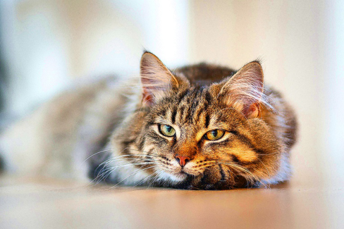 Cica fotó retusálás 15 - Fekve lustálkodó cicus képe az előtér és a háttér elmosásával.