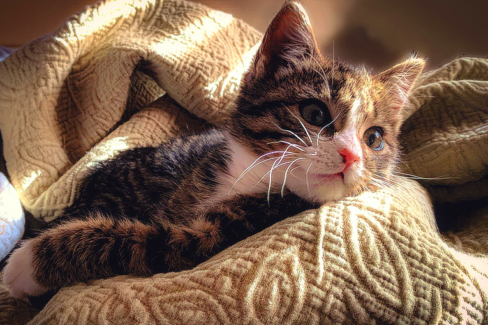 Cica fotó retusálás 16 - Kölyökcica rosszalkodás közben kinéz a takaró alól.