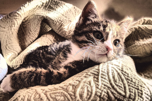 Cica fotó retusálás 17 - Kölyökcica rosszalkodás közben kinéz a takaró alól némi szépia hatással.