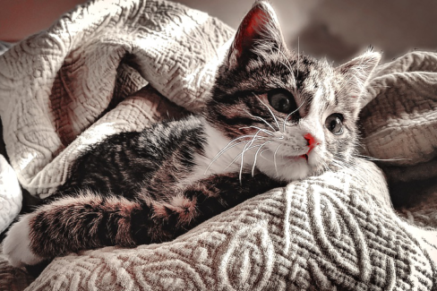 Cica fotó retusálás 18 - Kölyökcica rosszalkodás közben kinéz a takaró alól némileg színtelenítve.