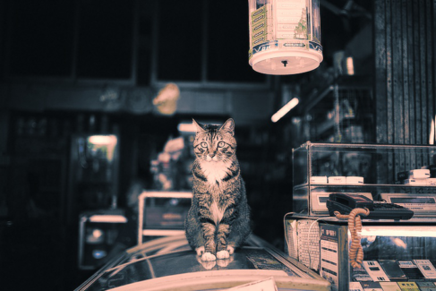 Cica fotó retusálás 19 - Vendéglátóhely örző-védő alkalmazottja vintage hatással.