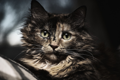 Cica fotó retusálás 02 - Közeli erősen árnyalt kép egy cicáról aki tágra "zárt" szemekkel figyeli ténykedésünk.