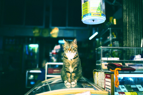 Cica fotó retusálás 21 - Vendéglátóhely örző-védő alkalmazottja vintage színvilággal.