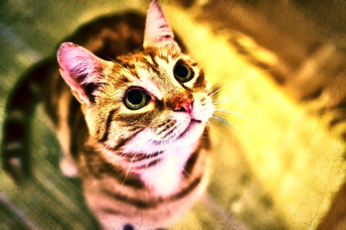 Cica fotó retusálás 22 - Cica vintage színekkel napfényfürdőben,