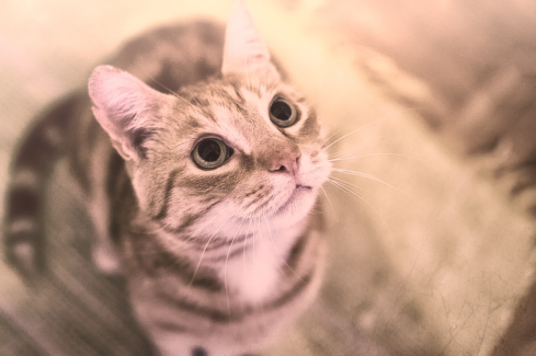 Cica fotó retusálás 23 - Cica vintage színekkel napfényfürdőben szépia effekttel.