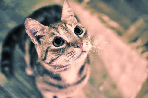 Cica fotó retusálás 24 - Cica vintage színekkel és szépia effekttel.