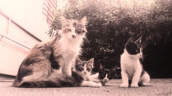 Cica fotó retusálás 26 - Tarka-barka család rosszalkodik az udvaron duotone effekttel díszítve.