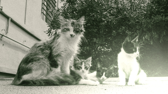 Cica fotó retusálás 27 - Tarka-barka család rosszalkodik az udvaron fekete-fehér effekttel és spotfénnyel a sarokban.