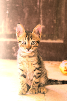 Cica fotó retusálás 28 - Kölyökcica ismerkedik a még ismeretlen világgal. régies effekt színekkel.