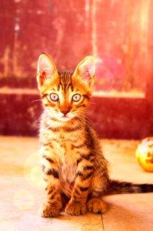 Cica fotó retusálás 29 - Kölyökcica ismerkedik a még ismeretlen világgal, a meleg színek túltolásával.