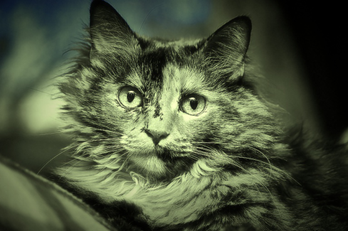 Cica fotó retusálás 03 - Közeli színtelenített kép egy cicáról aki tágra "zárt" szemekkel figyeli ténykedésünk.