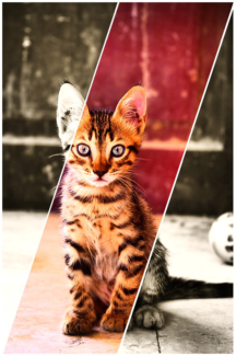 Cica fotó retusálás 30 - Kölyökcica ismerkedik a még ismeretlen világgal, díszes modern keretezéssel.