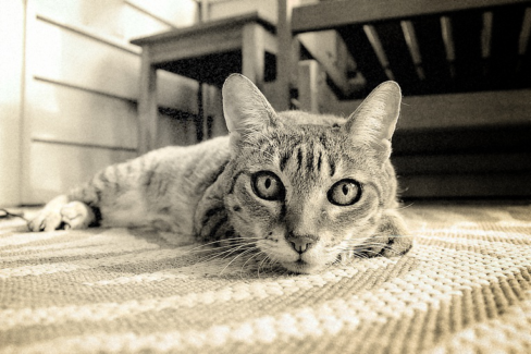 Cica fotó retusálás 05 - Szőnyegen fekve pihenő cicus háttér elmosással és némi színtelenítéssel fűszerezve.