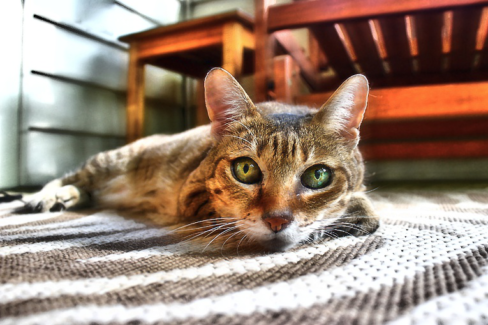 Cica fotó retusálás 06 - Szőnyegen fekve pihenő cicus háttér elmosással és némi bemozdulásos effekttel fűszerezve.