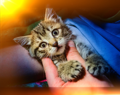 Cica fotó retusálás 07 - Meglepett cicakölyök aranyos fényeffektel.