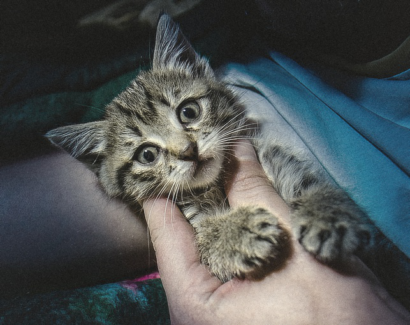 Cica fotó retusálás 08 - Meglepett cicakölyök kék színkiemeléssel.