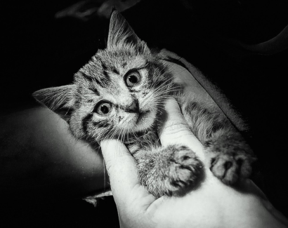 Cica fotó retusálás 09 - Meglepett cicakölyök fekete-fehér színkiemeléssel.