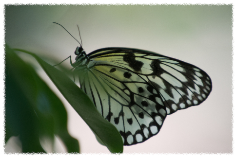 Fotó keret 10 - Szaggatott- tépett szélű képkeret fehér színben