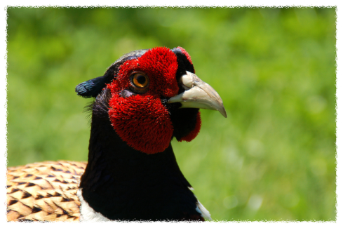 Fotó keret 11 - Szaggatott- tépett szélű képkeret fehér színben