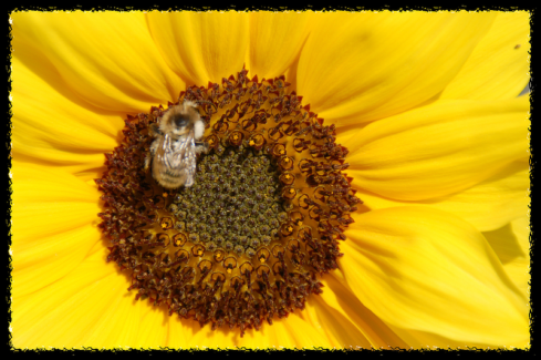 Fotó keret 12 - Szaggatott- tépett szélű képkeret fekete színben