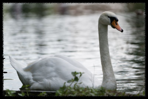 Fotó keret 13 - Szaggatott- tépett szélű képkeret fekete színben