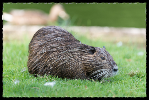Fotó keret 14 - Szaggatott- tépett szélű képkeret fekete színben