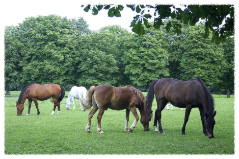 Fotó keret 27 - Szaggatott- tépett szélű keret fehér színben