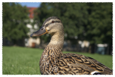 Fotó keret 28 - Szaggatott- tépett szélű keret fehér színben