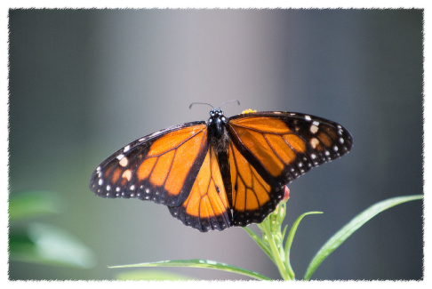 Fotó keret 29 - Szaggatott- tépett szélű keret fehér színben