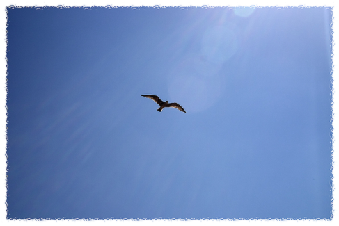 Fotó keret 9 - Szaggatott- tépett szélű képkeret fehér színben