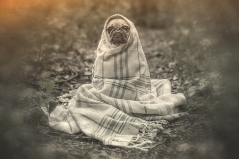 Kutya fotó retusálás 01 - Hideg őszi reggelen egy vastag sálba betekert kutya portréja presettel és háttér-elmosással feldobva.