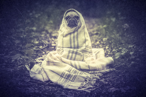 Kutya fotó retusálás 02 -Hideg őszi reggelen egy vastag sálba betekert kutya portréja presettel és háttér-elmosással feldobva.