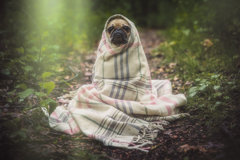 Kutya fotó retusálás 03 - Hideg őszi reggelen egy vastag sálba betekert kutya portréja presettel és háttér-elmosással feldobva.