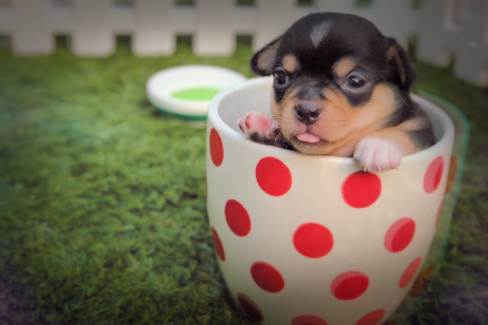 Kutya fotó retusálás 04 - Piros pettyes bögrébe bújt kölyök-kutya portréja presettel és háttér-elmosással feldobva.