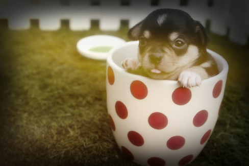 Kutya fotó retusálás 05 - Piros pettyes bögrébe bújt kölyök-kutya portréja presettel és háttér-elmosással feldobva.