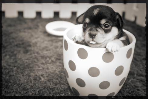 Kutya fotó retusálás 06 - Piros pettyes bögrébe bújt kölyök-kutya portréja presettel és háttér-elmosással feldobva.
